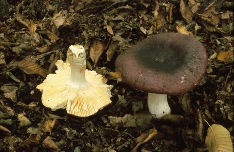 Weißstieliger Leder-Täubling (Russula romellii) - © Helmut Pidlich-Aigner